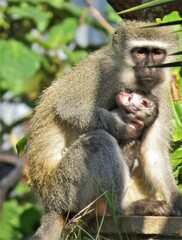 Chlorocebus pygerythrus pygerythrus