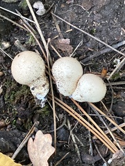 Apioperdon pyriforme