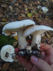 Hygrophorus