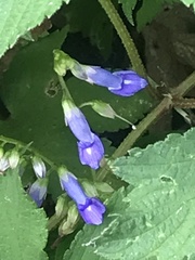 Rhynchoglossum obliquum