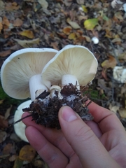 Hygrophorus