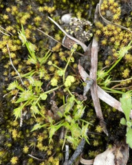 Hydrocotyle scutellifera
