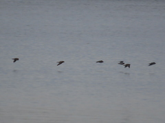 Charadrius hiaticula