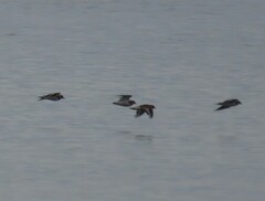 Charadrius hiaticula