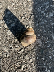 Cipangopaludina chinensis