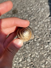 Cipangopaludina chinensis