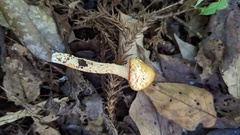 Agaricaceae