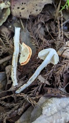Agaricaceae