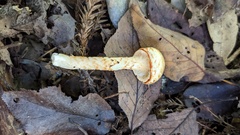 Agaricaceae