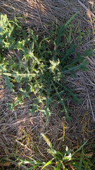 Cirsium vulgare