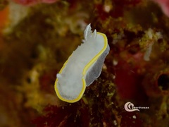 Diaphorodoris alba
