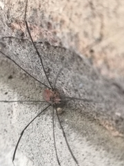 Leiobunum blackwalli