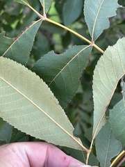 Carya texana