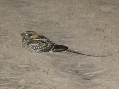 Hydropsalis torquata