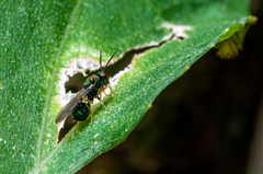 Orasema costaricensis
