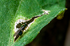 Orasema costaricensis