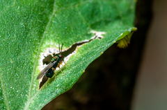 Orasema costaricensis