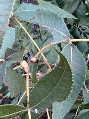 Carya texana