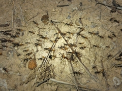 Eciton burchellii