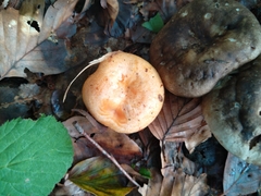 Lactarius salmonicolor