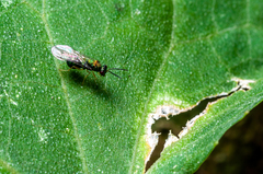 Orasema costaricensis