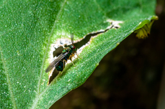 Orasema costaricensis