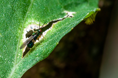 Orasema costaricensis