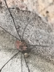 Leiobunum blackwalli