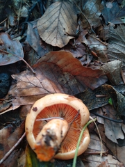 Lactarius salmonicolor