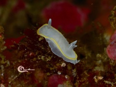 Diaphorodoris alba