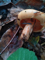 Lactarius salmonicolor