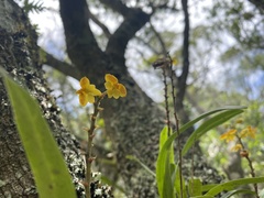 Polystachya pubescens