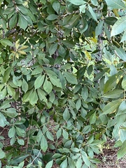 Carya texana
