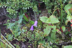 Campanula crenulata