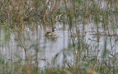 Nettapus coromandelianus