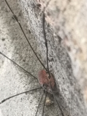 Leiobunum blackwalli