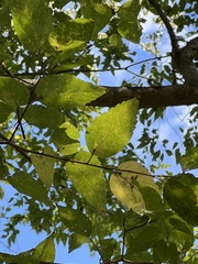 Celtis tenuifolia