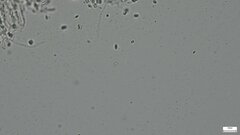 Agaricaceae