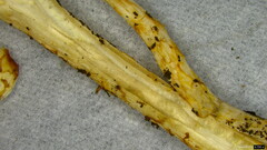 Agaricaceae