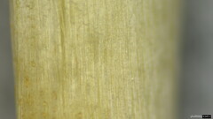 Agaricaceae