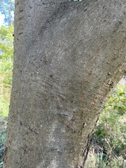 Celtis tenuifolia