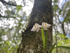 Polystachya ottoniana