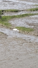 Egretta garzetta