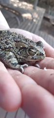Sclerophrys garmani