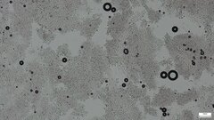 Agaricaceae