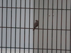 Phoenicurus ochruros