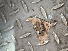 Daphnusa ocellaris