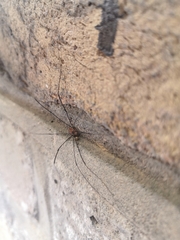 Leiobunum blackwalli