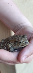 Sclerophrys garmani