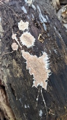 Etheirodon fimbriatum
